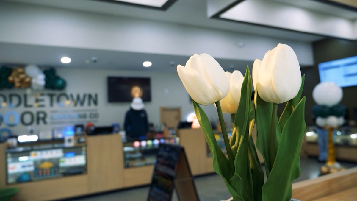 White tulips on the counter with the sales floor softly out of focus behind them.